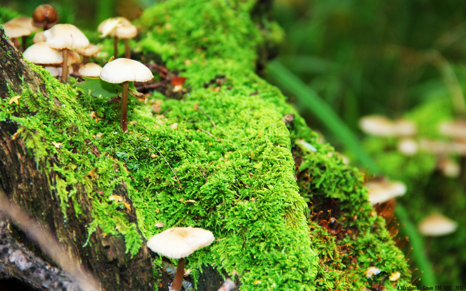 西班牙成功举办国际马术大奖赛,吸引全球顶级骑手参赛。,西班牙骑术学校