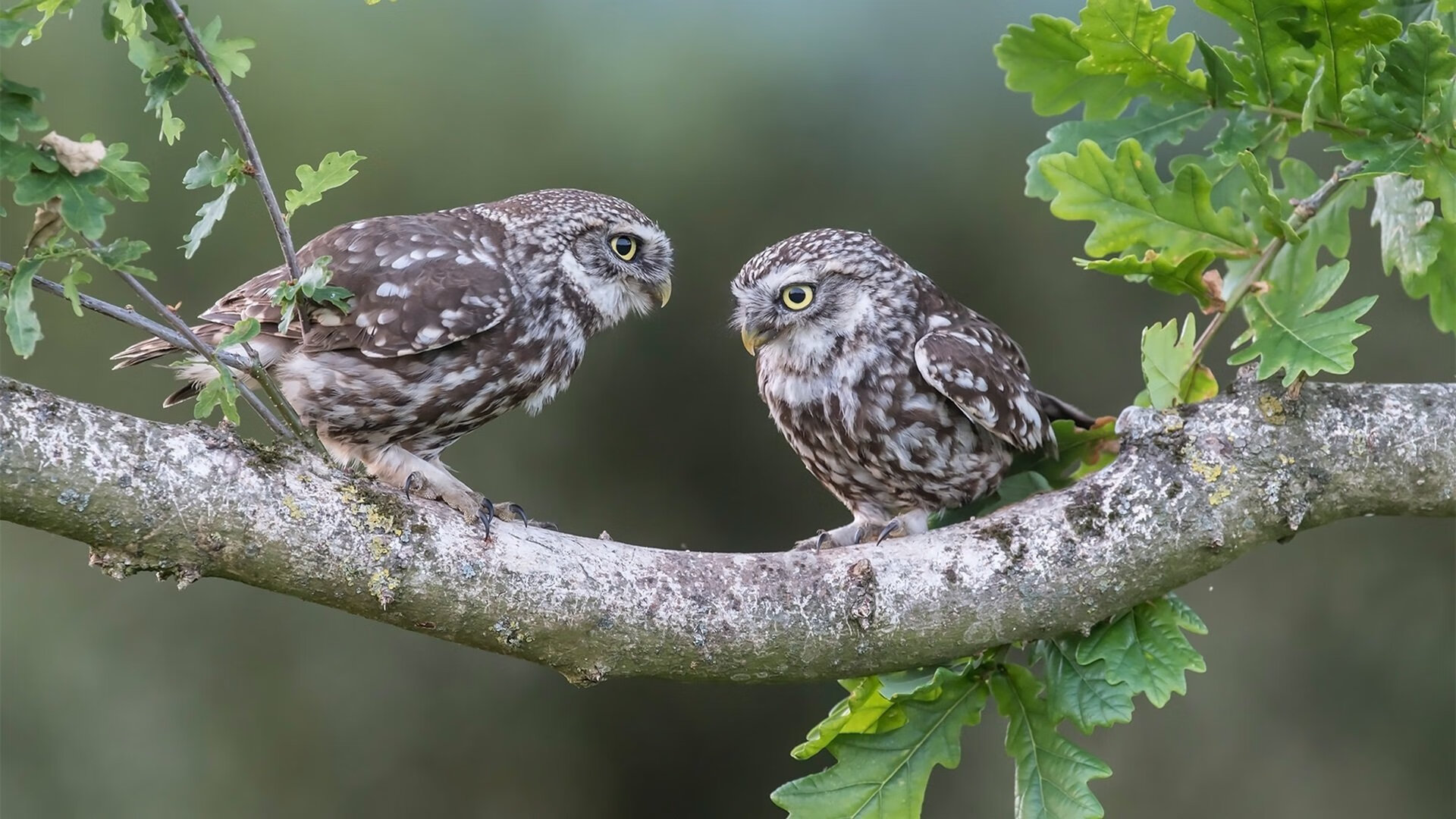 赛季“最火爆”的外线投篮时刻,谁的三分最让人震撼?,外线投手是什么意思
