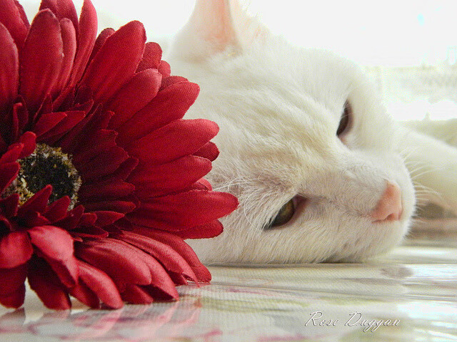 LPL开设电竞裁判职业培训班,lpl开设电竞裁判职业培训班多少钱