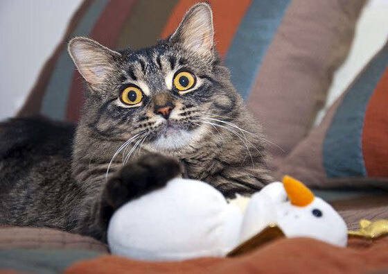 北美战队国际赛经验显著提升,北美战队lol