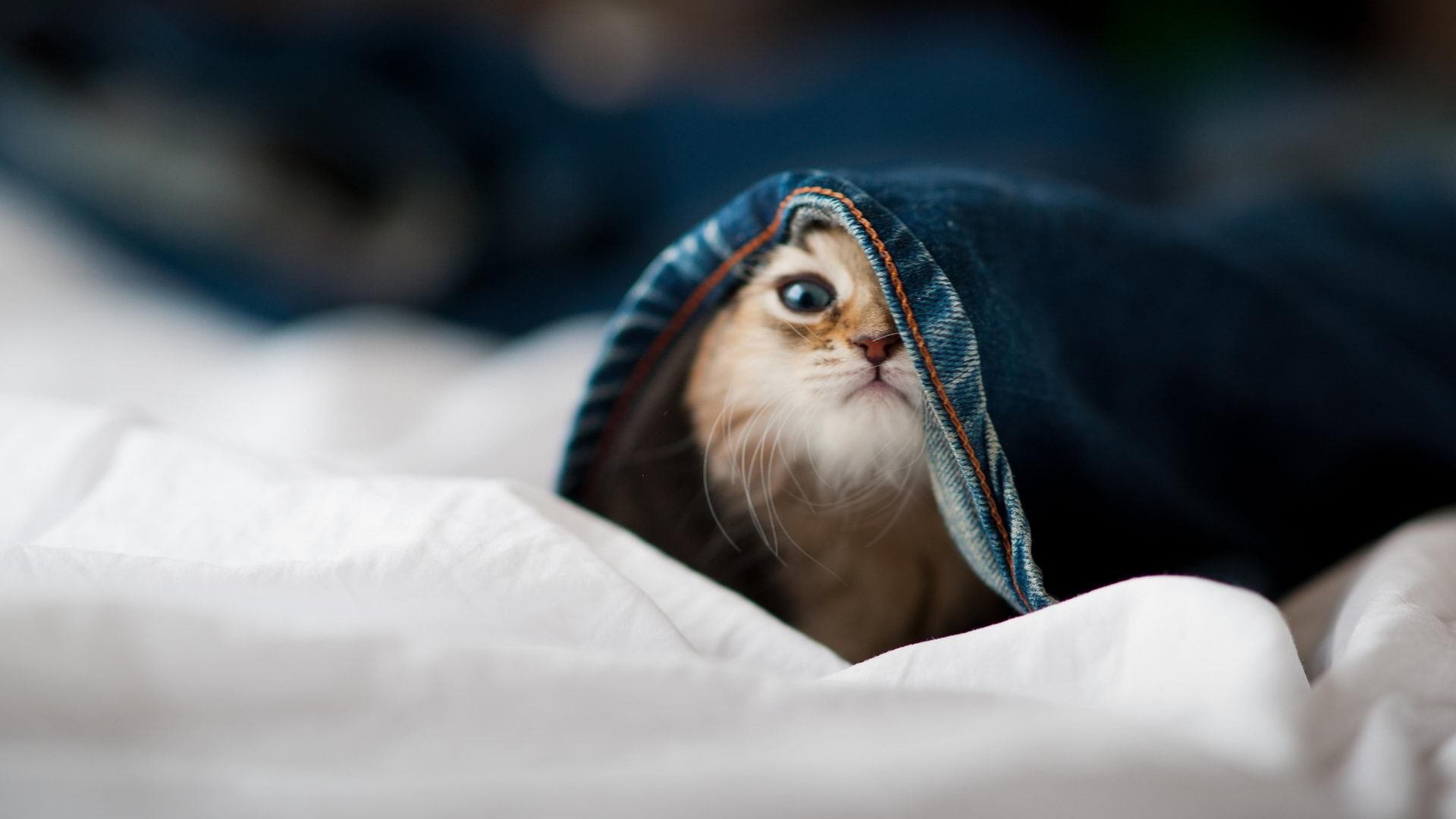 捷克队惊险取胜波黑：晋级半决赛实力尽显，捷克 世界波