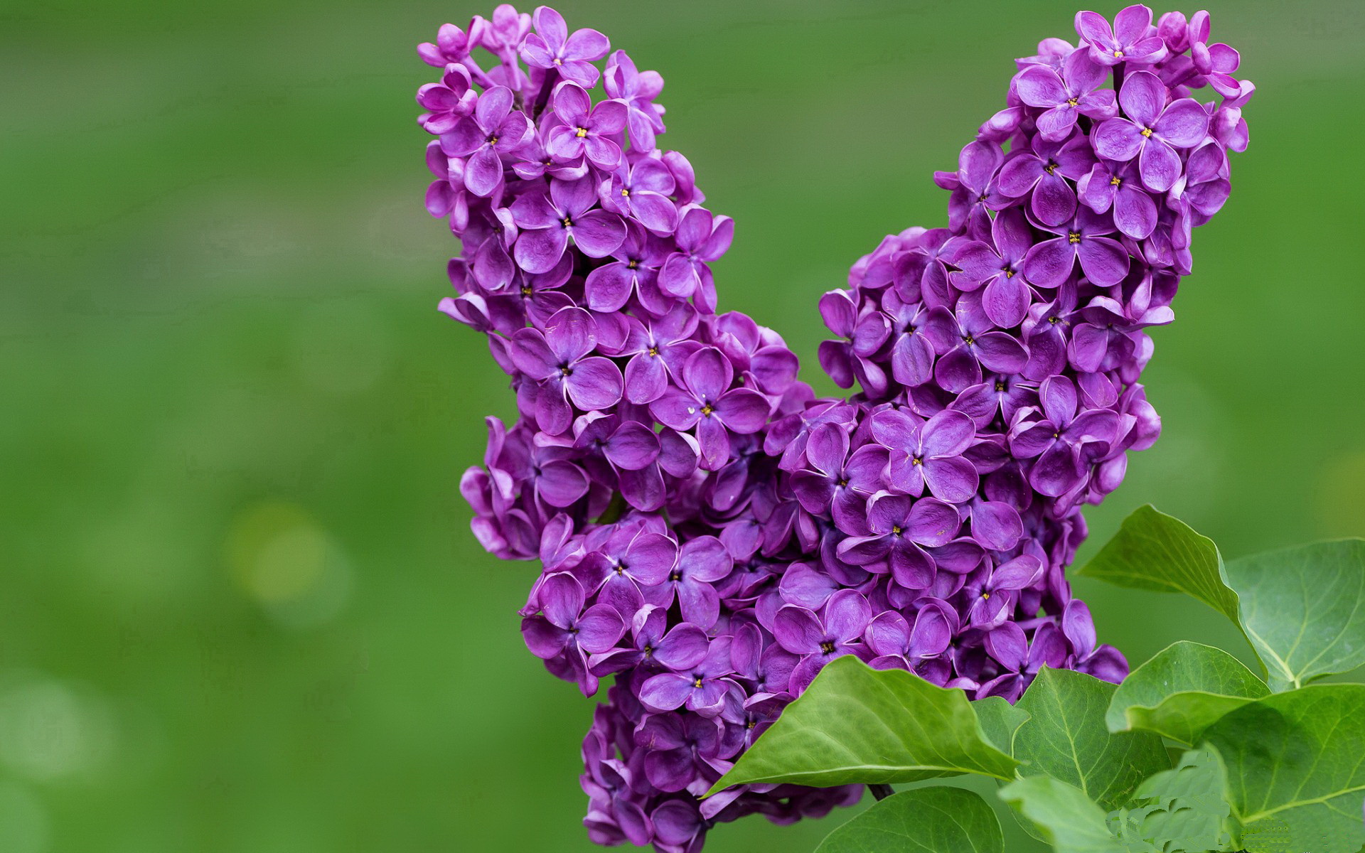 leyu.com-拜仁慕尼黑客场3-0战胜奥格斯堡，豪取八连胜，拜仁慕尼黑对奥格斯堡比分预测