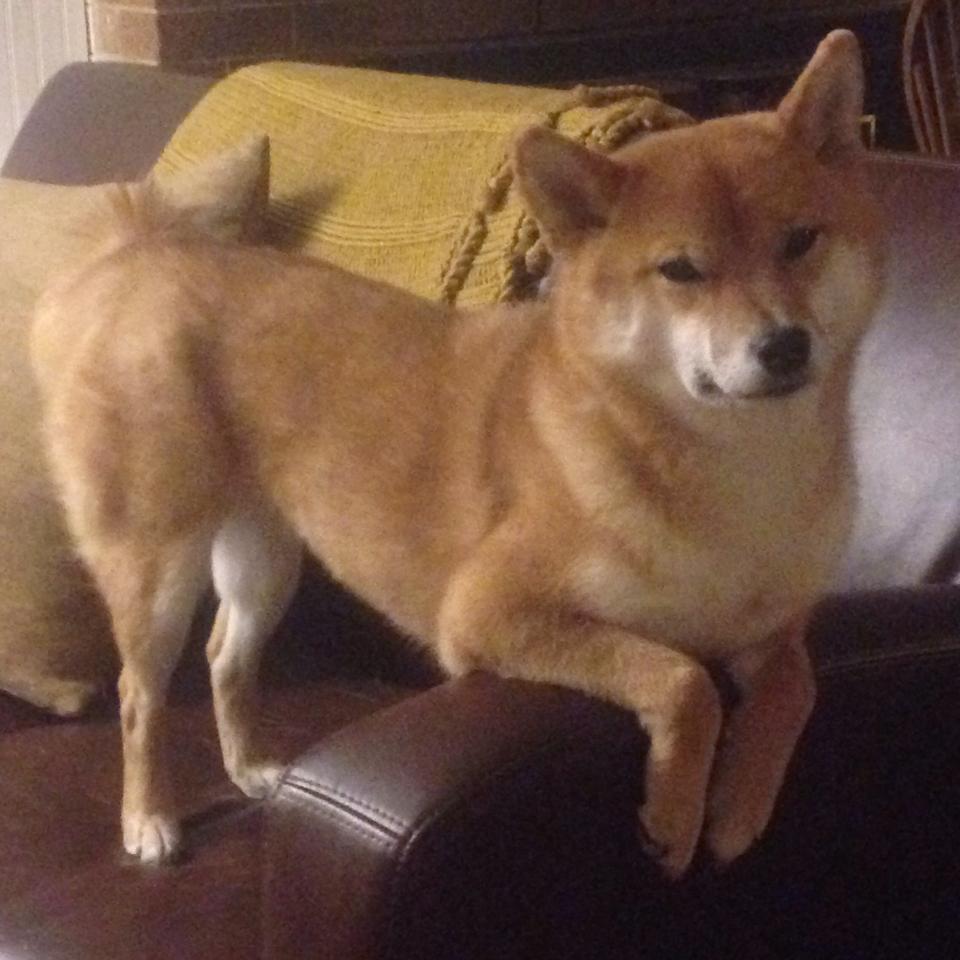 LeyuSports-掘金逆转尼克斯，东部决赛中约基奇篮下统治全场，约基奇mvp之夜32+20+10 掘金惨败0-3落后太阳