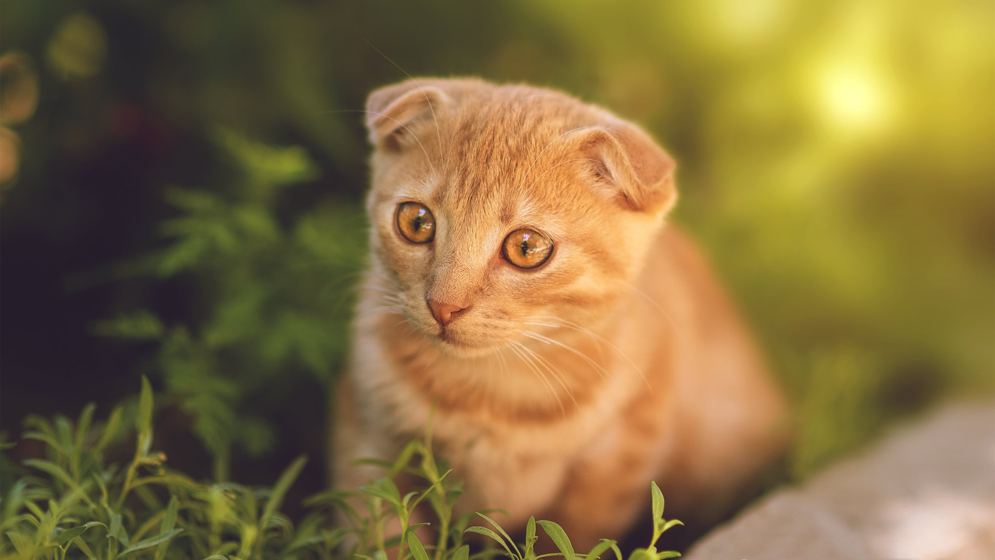 水晶宫外援紧急离队,球队积极补强,水晶宫转会新闻