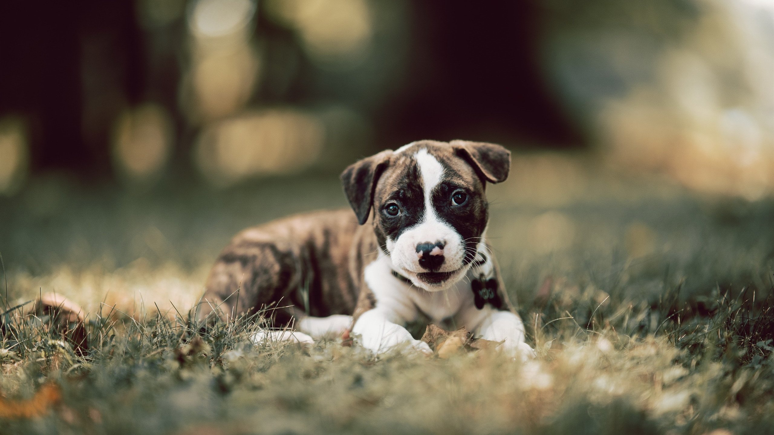 福建豹发力球队整体配合日益流畅，福建豹发力球员名单