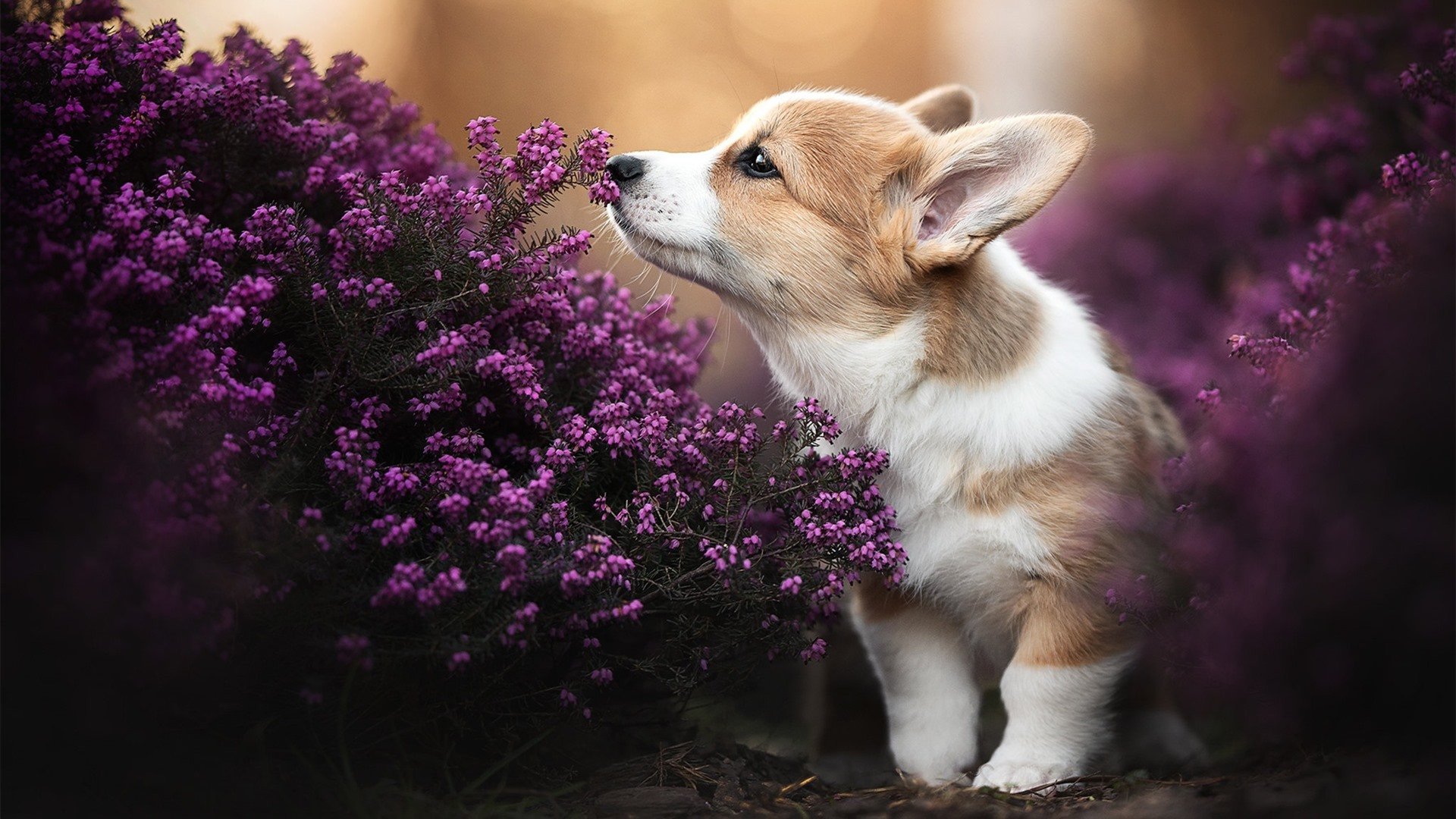 新闻中心启动新产品试点，新产品的新闻发布会