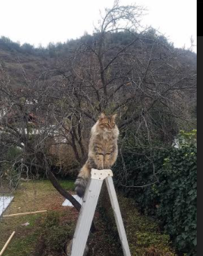 leyu乐鱼-篮球运动员专项技能动作标准化训练体系的建立与完善，篮球运动员基本功