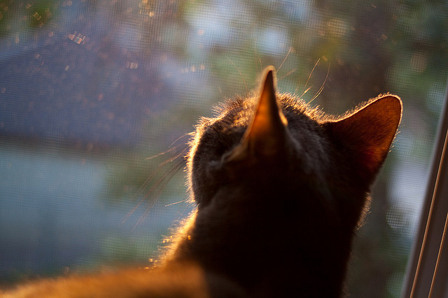 城市马拉松经济拉动效应初显，城市马拉松产业链的解读分析