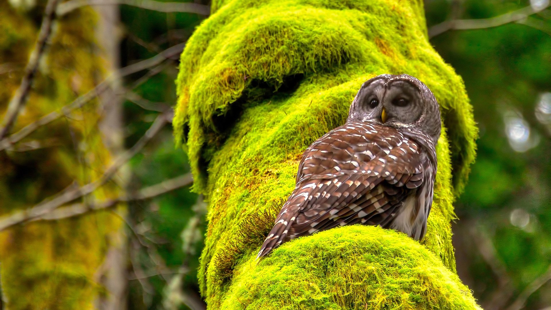 波兰队在国际乒联混合团体世界杯中的赛场表现与策略部署，波兰乒乓球国家队