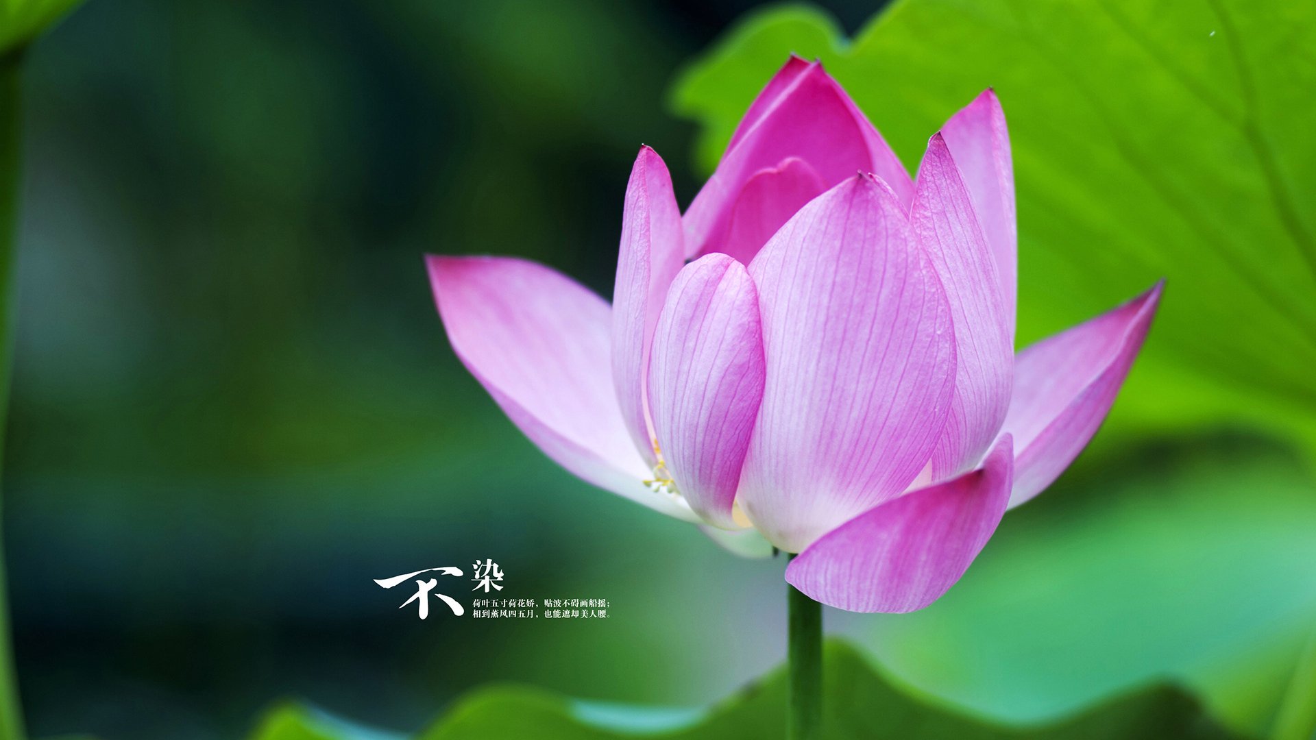 乐鱼体育平台app下载-那不勒斯锋线压迫造成防线崩溃，那不勒斯前锋组合