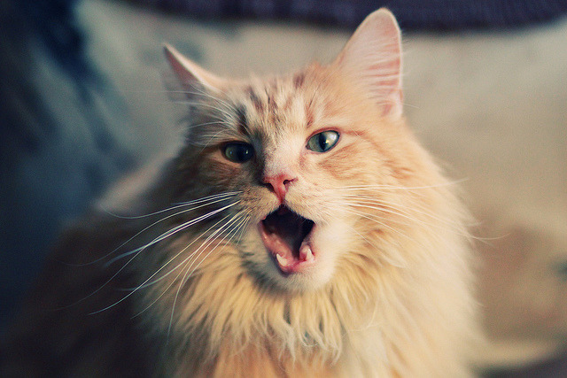 LeyuSports-仰泳稳定推进突尼斯晋级顺利，下个月属于什么时态