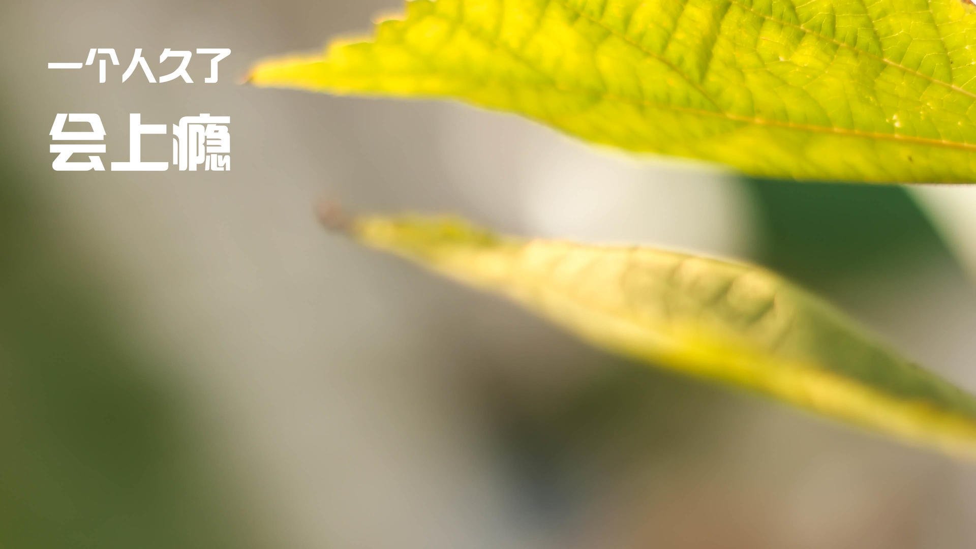 leyu.com-字母哥快攻反击一人完成三次得分，字母哥逆袭