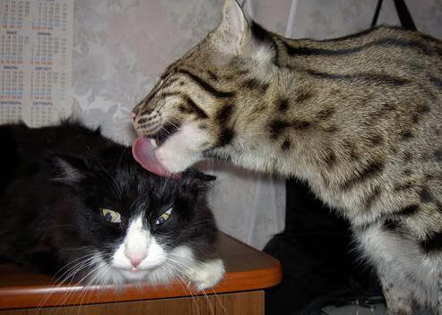 德甲速度狂飙:瞬秒突破引爆现场!,德甲跑动距离排名