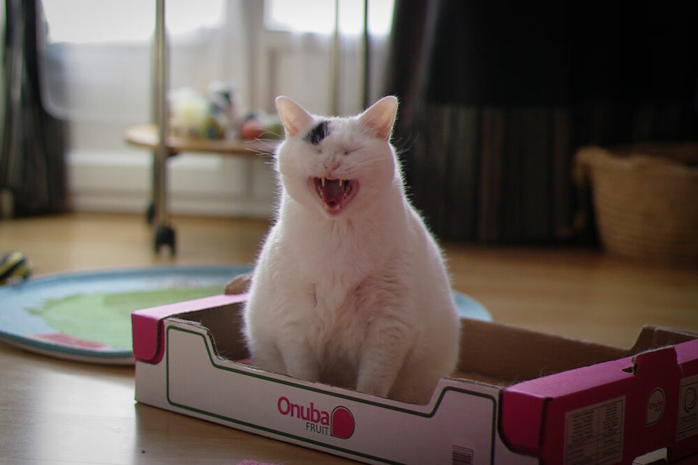 李冰洁200自决赛稳定输出赢掌声,李冰洁决赛视频