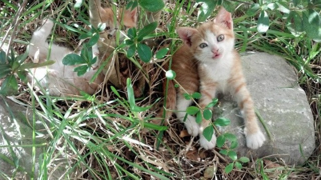球场纳入智慧环境监测系统,确保平安绿色运动,球场管理系统