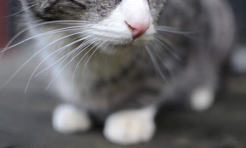 羽毛球混双组合训练计划公布,羽毛球混双视频教学